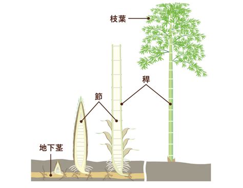 竹子節|1 身近で不思議なタケの生態に迫る！